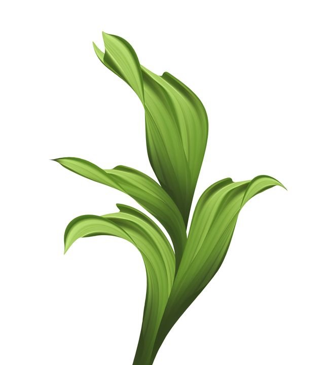 A vibrant green plant with smooth, wavy leaves stands against a stark white background, showcasing natural elegance.