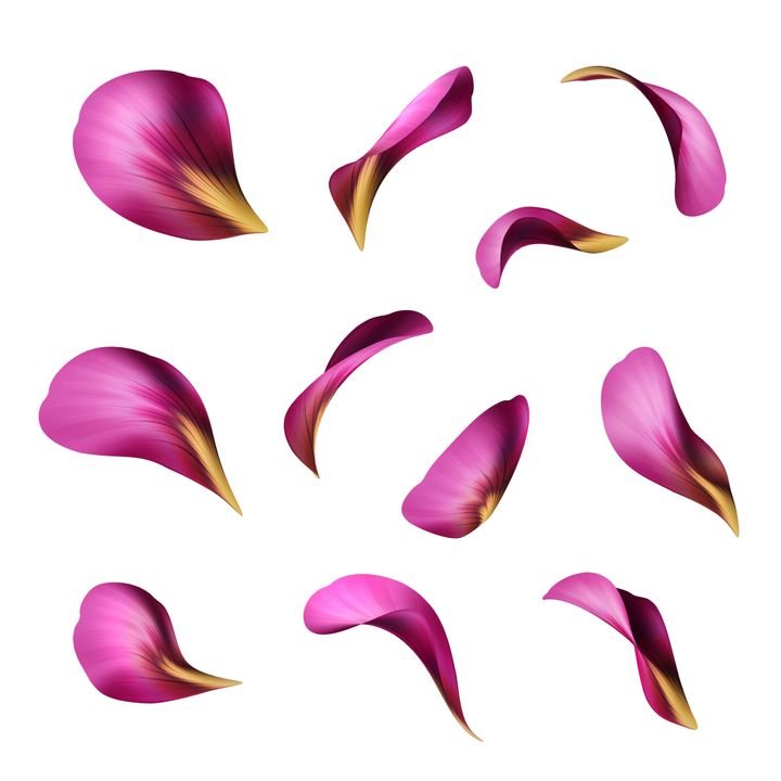 purple flower petals, botanical illustration, floral clip art isolated on white background
