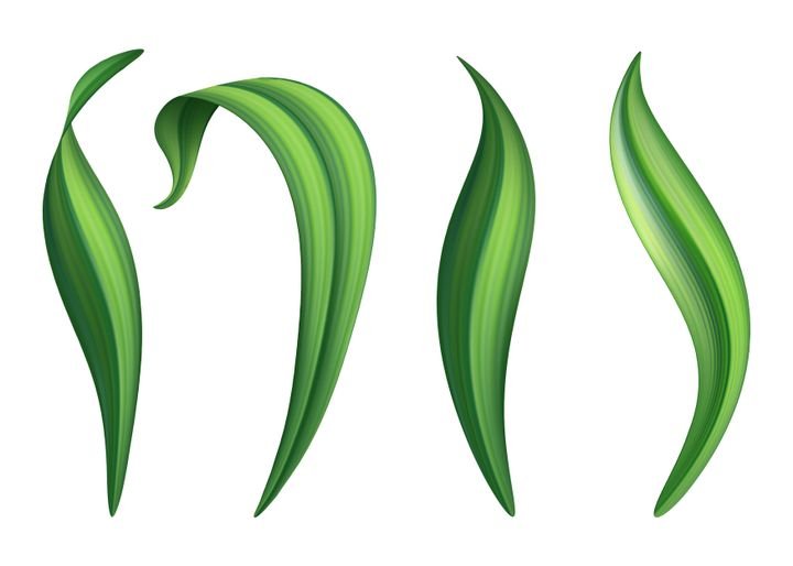 digital botanical illustration, tropical green leaves collection, nature design elements, spring grass clip art set isolated on white background