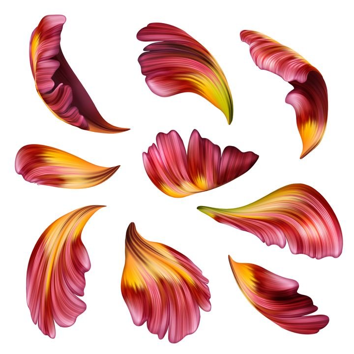 digital illustration, abstract red yellow tulip petal collection, floral clip art set isolated on white background